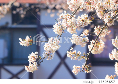 桜 桜 47603857