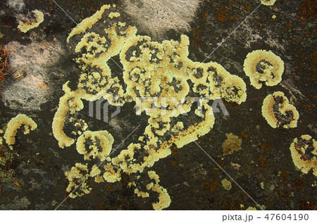 Lichen growing on the surface of the stone Lichen growing on the surface of the stone 47604190