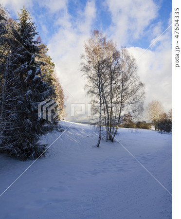 snow covered asphalt meadow in winter forest with tall tree, sunny day 47604335