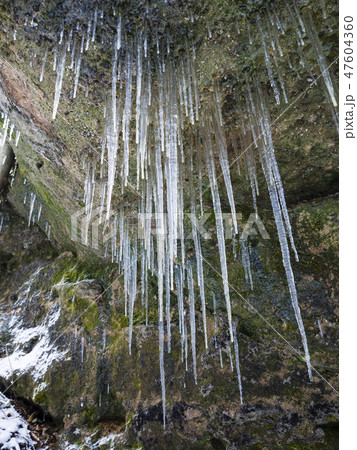 The closeup view of long hanging icicles from the old rugged sandstone rock with moss and lichens 47604360