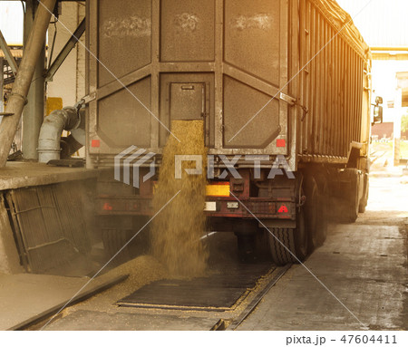 A truck unloads grain at a grain storage and processing plant, a grain storage facility, unloading A truck unloads grain at a grain storage and processing plant, a grain storage facility, unloading 47604411