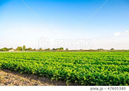 plantations of carrots grow in the field plantations of carrots grow in the field 47605380
