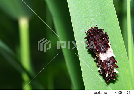 ジャコウアゲハの幼虫 ジャコウアゲハの幼虫 47606531