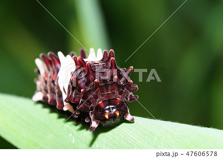 ジャコウアゲハの幼虫 ジャコウアゲハの幼虫 47606578