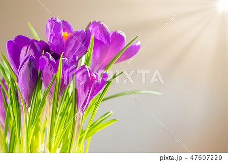 First spring flowers - bouquet of purple crocuses 47607229