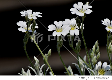三鷹中原に咲くセラスチウム 三鷹中原に咲くセラスチウム 47608052