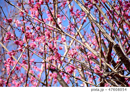 三鷹中原に咲くコウバイ 47608054