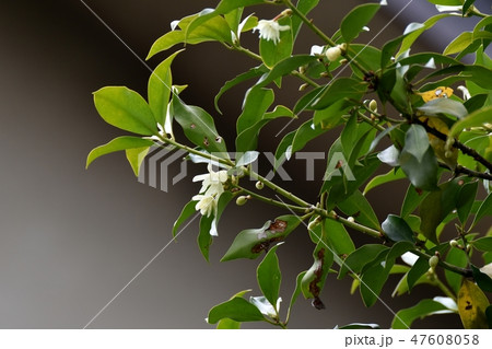 三鷹仙川公園に咲くシキミの花 47608058