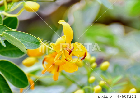 三鷹中原に咲くコバノセンナ 47608251