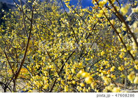 ロウバイの花05 ロウバイの花05 47608286
