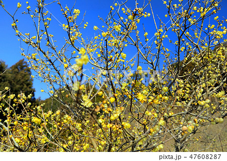 ロウバイの花06 ロウバイの花06 47608287
