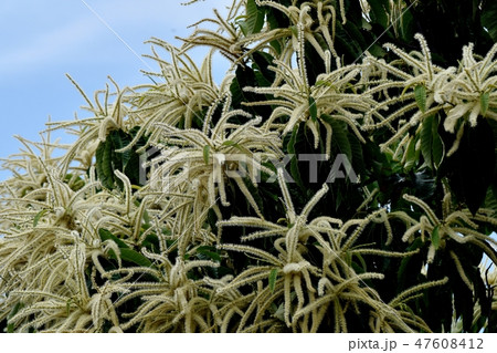 三鷹中原に咲くクリの花 三鷹中原に咲くクリの花 47608412