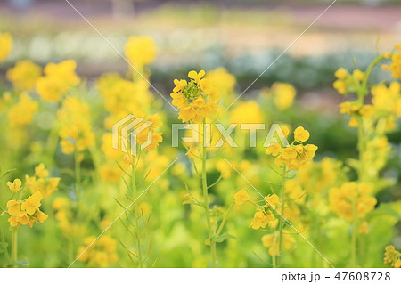 菜の花 菜の花 47608728