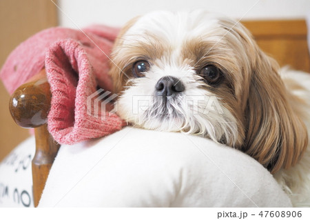 シーズー 47608906