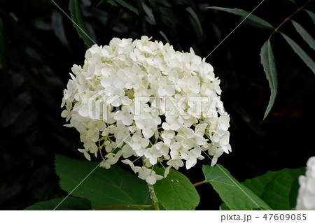 三鷹中原に咲く白いアジサイの花 47609085