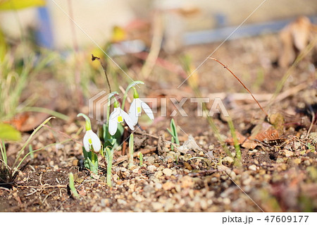 スノードロップの花 47609177