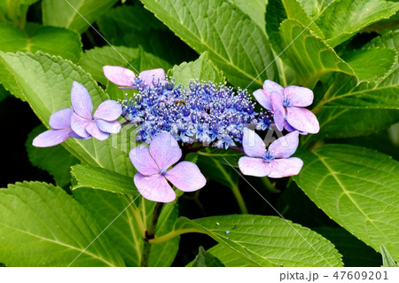 三鷹中原に咲く薄紫色のガクアジサイの花 47609201