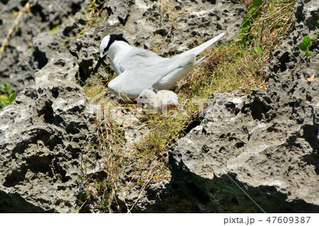 宮古島／野鳥 47609387