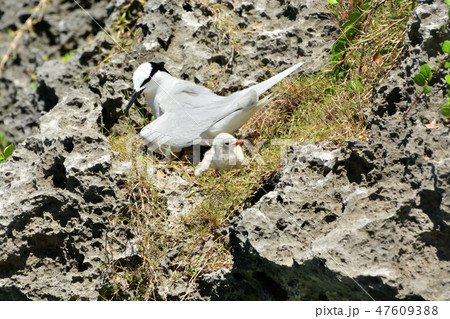 宮古島/野鳥 宮古島/野鳥 47609388