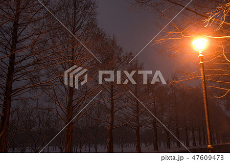 冬のメタセコイア並木　滋賀県マキノ町 47609473