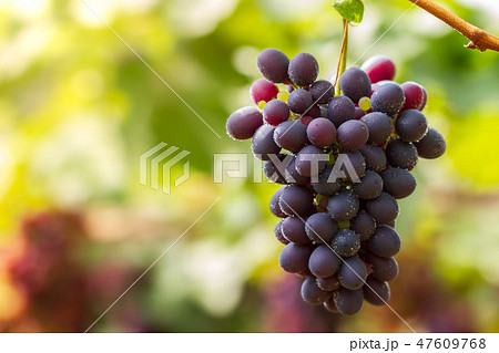 Bunch of grapes and drops of water on the tree. Bunch of grapes and drops of water on the tree. 47609768