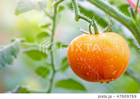 Big Tomato and drops of water in organic farms. 47609769