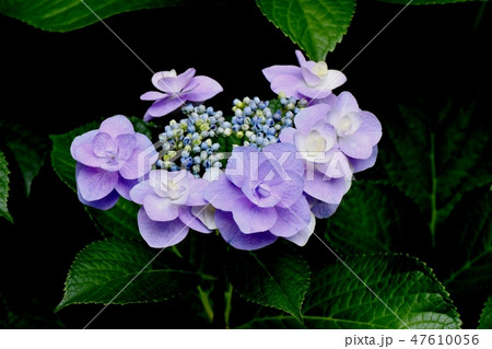 三鷹中原に咲く紫色のガクアジサイの花 47610056