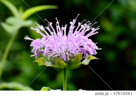 三鷹中原に咲くピンクのモルナダ 47610061