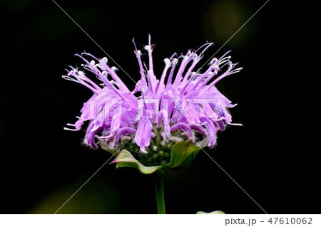 三鷹中原に咲くピンクのモナルダ 47610062