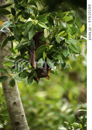 Flying Fox Bat Flying Fox Bat 47610169