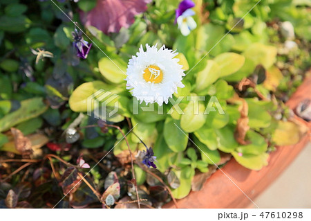 デイジーの花 デイジーの花 47610298