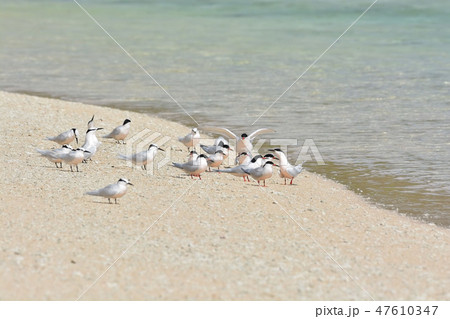 宮古島／夏の風景 47610347