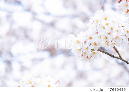 サクラ 桜 さくら 染井吉野 ソメイヨシノ そめいよしの コピースペース 文字スペース サクラ 桜 さくら 染井吉野 ソメイヨシノ そめいよしの コピースペース 文字スペース 47610456