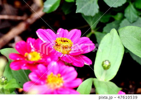 三鷹中原に咲くピンクのルドベキアの花 47610539