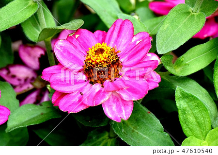 三鷹中原に咲くピンクのルドベキアの花 三鷹中原に咲くピンクのルドベキアの花 47610540