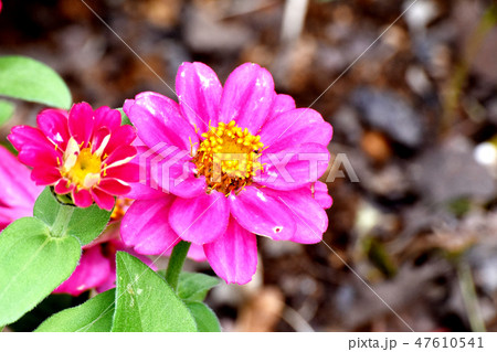 三鷹中原に咲くピンクのルドベキアの花 三鷹中原に咲くピンクのルドベキアの花 47610541