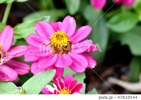 三鷹中原に咲くピンクのルドベキアの花 三鷹中原に咲くピンクのルドベキアの花 47610544