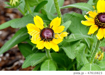三鷹中原に咲く黄色いルドベキアの花 三鷹中原に咲く黄色いルドベキアの花 47610823