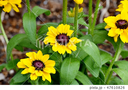 三鷹中原に咲く黄色いルドベキアの花 三鷹中原に咲く黄色いルドベキアの花 47610826