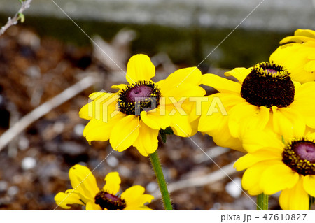 三鷹中原に咲く黄色いルドベキアの花 三鷹中原に咲く黄色いルドベキアの花 47610827
