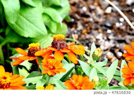 三鷹中原に咲くオレンジのヒャクニチソウ（ジニア）の花 47610830