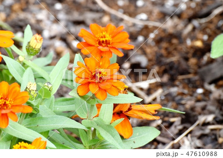 三鷹中原に咲くオレンジのヒャクニチソウ（ジニア）の花 47610988