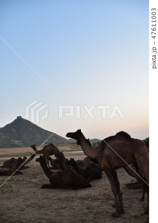 インドのラジャスタン州のプシュカル ラクダ祭り期間中 砂漠に集まるラクダの群れと美しい夕焼け インドのラジャスタン州のプシュカル ラクダ祭り期間中 砂漠に集まるラクダの群れと美しい夕焼け 47611003