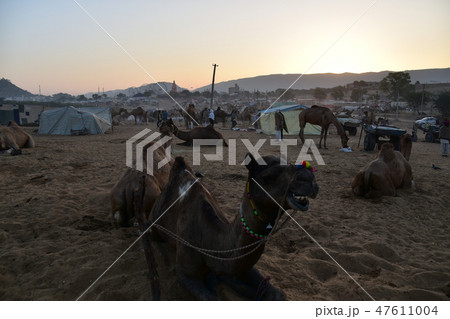 インドのラジャスタン州のプシュカル　ラクダ祭り期間中　砂漠に集まるラクダの群れと美しい朝日 47611004