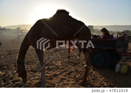 インドのプシュカル　砂漠に集まるラクダの群れと美しい朝日　台車で野宿をして生活するインド人女性 47611019