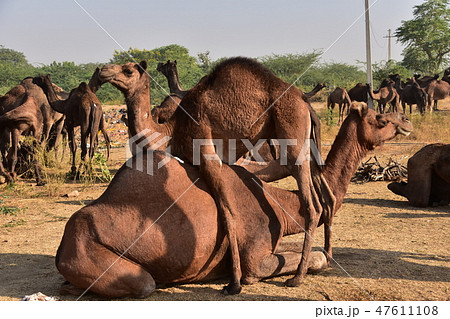 インドのプシュカル 砂漠に集まるラクダの群れ 大人に混じり生活する可愛いラクダの赤ちゃん インドのプシュカル 砂漠に集まるラクダの群れ 大人に混じり生活する可愛いラクダの赤ちゃん 47611108