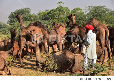インドのラジャスタン州のプシュカル　砂漠に集まるラクダの群れ　ラクダの世話をするラクダ使いの男性 47611109