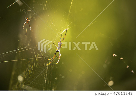Golden Orb Spider. 47611245