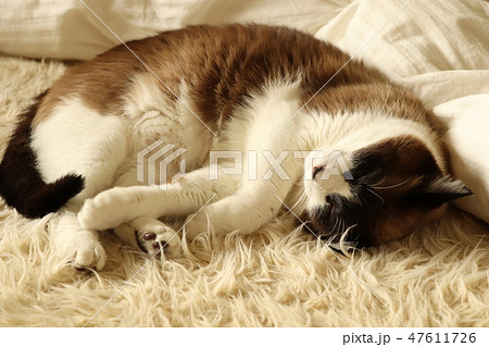 猫　寝る 47611726