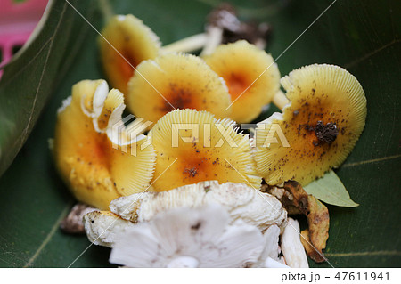 Fresh Yellow Amanita virosa of mushroom to can eat on green leaf. 47611941